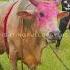 Army 5 Sonnashi Bisal Mair Bull Sylheti Fighters Cow Fighting Bull Of Sylhet Sylheti Bull