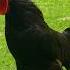 10 Different Roosters From Bantam Size To Giant Serama Herve Dutch Bantam Exchequer Chickens