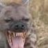 The Secret Of The Laughing Hyena Hyena Wildlife Animals Wildanimals