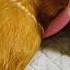 Unlocking Guinea Pig Instincts The World Of Hiding And Skittish Behavior Shots GuineaDad School