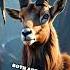 Markhor Vs Ibex Mountain Goat Showdown