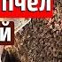 Как быстро стартовать пчел весной на пасеке Ускоренное весеннее развитие пчел