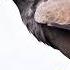 Eagle Love Mashup Love Music Song Eagles Birds