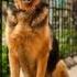 5 Types Of American Bully Mix Dog Breeds DOG S Planet Shorts Americanbully Mixdogbreeds