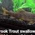 Brook Trout Ate Smaller Brook Trout Troutfishing Brooktrout Trout Fishing Fish