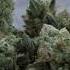 A Dub Cannabis Strain Shango Premium Cannabis