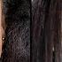 SZA New Face Plastic Surgery Analysis