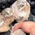 Release The Owls Ozzy Man Quickies