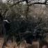Buffalo Revenge When The Herd Fights Back Animals Wildlife Lion Fyp