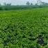 Farming Pakka Karo Baar Ni India Love Viral Fermer Life