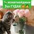 Обуна булиб кулишайлик