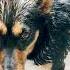 Doglover Funny I M Under The Water Please Help Me
