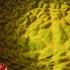 The Giant Water Lily Is VICIOUS The Green Planet BBC