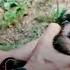 Долина Волков Западня Эпизод 163 ПОЛНЫЙ HD