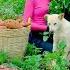 Harvest Sell Cook Sweet Potatoes Peanuts Aloe Vera Sugarcane Garden Livestock Build Farm