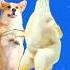 Super Chicken Dance Remix