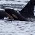 An Orca That Carried Her Dead Calf For Weeks In 2018 Is Doing So Once Again