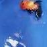 Panta Gold Fish