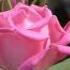 Brian Crain Adagio Con Amore