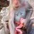 Mother Monkey Pushes Her Baby S Head Down To Wean