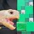 Minecraft ASMR Mukbang Eating Creeper Turtle Tortoise