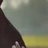 Arian Opu The Most Beautiful Nasheed Officials Video