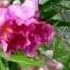 Desert Willow Chilopsis Linearis Lisa S Landscape Design Plant Pick Of The Day Lisa LaPaso