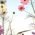 Surah Fatiha Fatiha Flowers