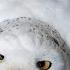 Feeding Male Snowy Owl