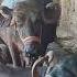 New Cow Viralvideo Bull Shokh Animals Youtubeshorts Farming Shokes
