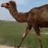 Шардара ауданы түйе Shardara District Camel Animal