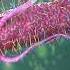 New Insights On E Coli Colon Cancer