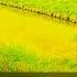 End Anthropocene A Once Beautiful Creation 47 Limit Microtonal Dark Ambient