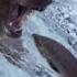 Grizzly Bears Catching Salmon Nature S Great Events BBC Earth