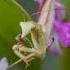 This Flower Is Actually A Deadly Assassin That Will Fool You