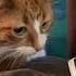 Stroking Comb Makes Cat Gag ViralHog