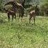 Giraffes Tanzania Arusha Wildlife