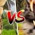 7 Cats That Hunt And Take Out Other Cats Cat Eat Cat World