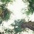 How Trees Talk To Each Other Suzanne Simard