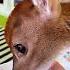 This Family Rescued A Poor Baby Deer Stuck In Their Fence Then Something Amazing Happened