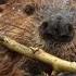 What Sound Does A Beaver Make Animal Sounds Beaver Sounds