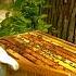 How To Avoid Squishing My Bees Pt 1 Bees Beekeeping Beekeeper Beehive Honeybees