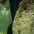 Watch A Seahorse Give Birth To 2 000 Babies National Geographic