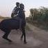 Ghode Nasli Horselover Nasli Aalishanline Viral Trending Youtubeshorts Youtubeviralshorts