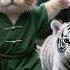 Kitten Rescues Injured Tiger Defies Villagers To Treat 3yrs Later Tiger Fights Wolves Saves Village