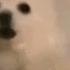 We Are Number One But Every One Is Replaced Gabe The Dog Borking