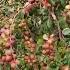 Thai Kashmiri Apple Ber Farming Information Call 8926100200