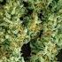 Texas Gov Greg Abbott Considers Signing Or Vetoing THC Ban Bill