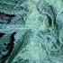 Platinum Kush Breath Remix Week 6 Flower