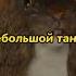 Жалко белку Shorts фильм